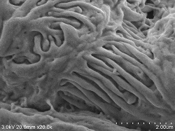 Kidney-glomerulus-conductive-staining3